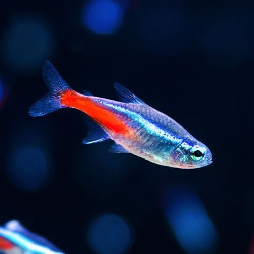 Neat&Tidy Neon Tetra Live Fish (10 Fish Pack) - Live Fish for Aqu...