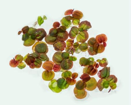 Plantster Red Root Floater Live Aquarium Plant, Phyllanthus Fluitans, 20g Portion, Indoor Pond Plant, Reptile Safe, Indirect Light