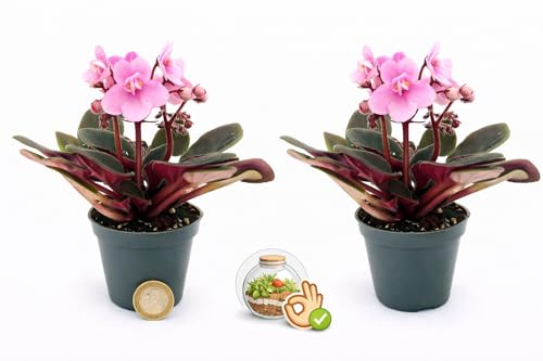 POWERS TO FLOWERS - SAINTPAULIA ROSA MICRO IDEALE PER TERRARIUM, 2 PIANTE, VASO 5,5CM, VIOLETTA AFRICANA, pianta vera