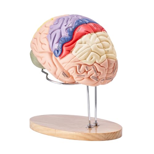 Apprendimento interattivo: tuffati nell'affascinante mondo dell'anatomia con il nostro coinvolgente modello anatomico del cervello umano.