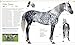 The Horse Encyclopedia (DK Pet Encyclopedias)