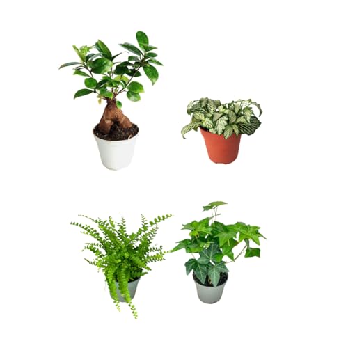 i giardini di giulia - kit 4 piantine verdi per terrarium fai-da-te | ficus ginseng mini, fittonia, felce, edera | piante vive da interno facili da curare (fittonia bianca)