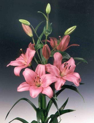 Ramo Flores Frescas de Lilium Rosa 10 Tallos PORTES GRATIS