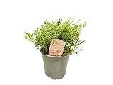 Propiedad aromatizante. Tomillo - Thymus Vulgaris - Natural Planta con Flores Púrpura