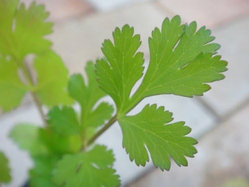 Amazon ハーブ 苗 パクチー コリアンダー 3号ポット苗 花