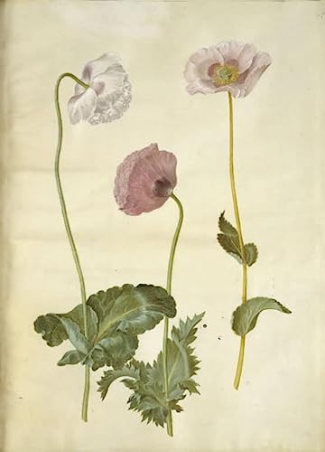 Peinture Décorative sur Toile Papaver somniferum Holtzbecker Art