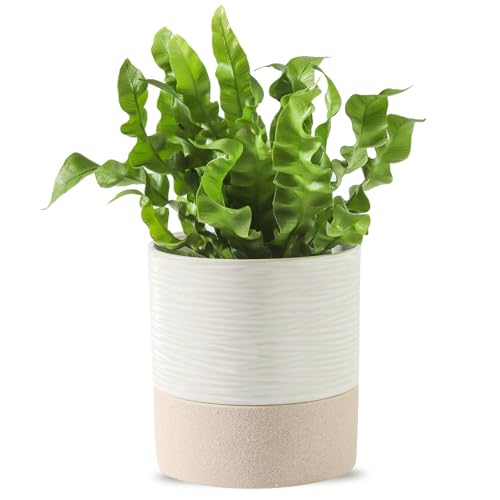 Nihow Self Watering Plant Pot: 4.5 Inch Ceramic Planter with Drainage Hole & Water Storage Plus for Indoor & Outdoor Plants - Cylinder Flower Pot for Herbs/Violets - White & Brown