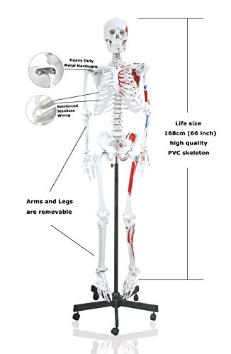 Vision Scientific Vas200-Dc Life Size Human Skeleton-66” (168Cm) With Muscle, Including Dca-01 Thick Zip Dust Cover & Color Skeleton Diagram #TOP1
