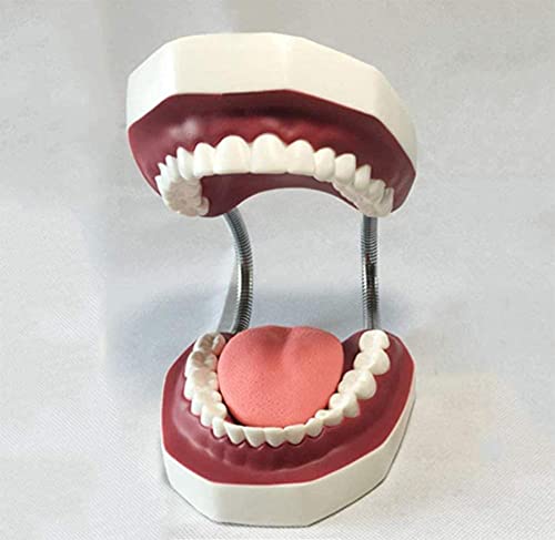 Modèle d'étude dentaire adulte standard pour expliquer l'anatomie simplement