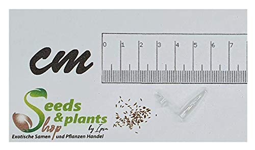 Stk - 30x Eleocharis acicularis Mini Nadelsimse Aquarium Pflanzen - Samen #62 - Seeds Plants Shop Samenbank Pfullingen Patrik Ipsa - Image 3