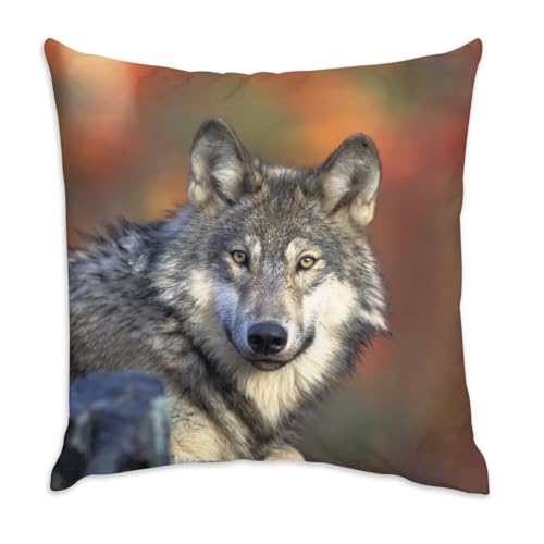 Fabulous Housse de Coussin en Velours Blanc - Tete de Loup Vie Animale Nature Sauvage Prédateur - 40 x 40 cm Toucher Velours