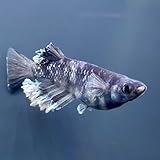 R7.4/6 ﾘﾘｰｽ！ オセロ 【 卵 15個＋α2個 】（夢中めだか様から直接仕入れ・累代）極美親 の 有精卵 ／ ＜ Webで分かりやすい ・ 詳しい 飼育説明つき ＞ メダカ めだか 和墨 【シンさんのメダカ - ① 】