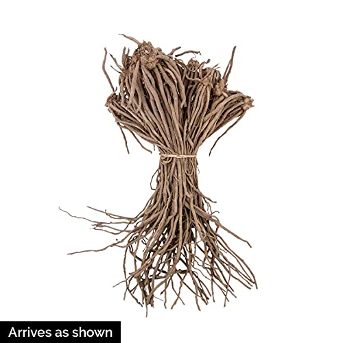 AsparaBest® Asparagus Bare Root Plants - Produces up to 3 Times More Spears Than Traditional Varieties - Each Offer Includes 10 Medium Grade Plants