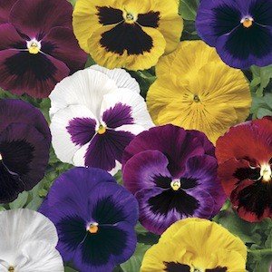 100 Mixed Colossus Pansy Seeds