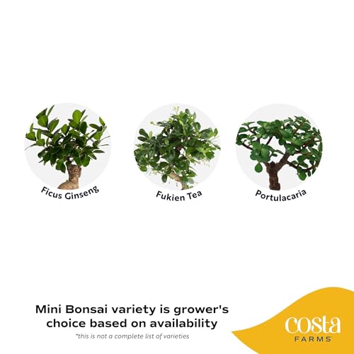 Image of Costa Farms Bonsai Miniature Tree Live Plant in Decorative Pot, Indoor Houseplant, Perfect for Home, Room, or Office Decor, Great House Warming or Birthday Gift, 7-10 Inches Tall