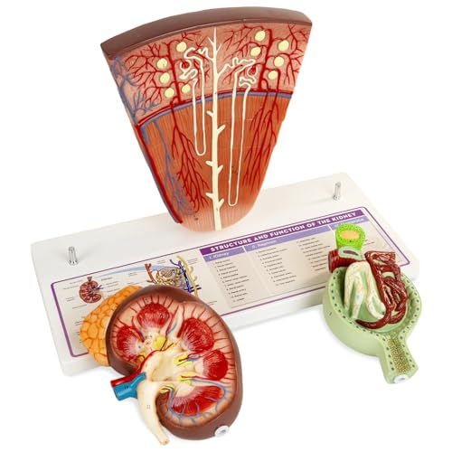 Image of Kidney Model, Human Kidney Nephron and Glomerulus Model, Kidney Anatomy Model for Medical Education Assisted Dissection Suitable for Anatomy Students, Urologists, Patient Consultation