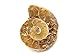 Ammonite Shell Cabochon, Natural Ammonite, Free Form Shape, 22Carat, 26x20x7MM SC-3240
