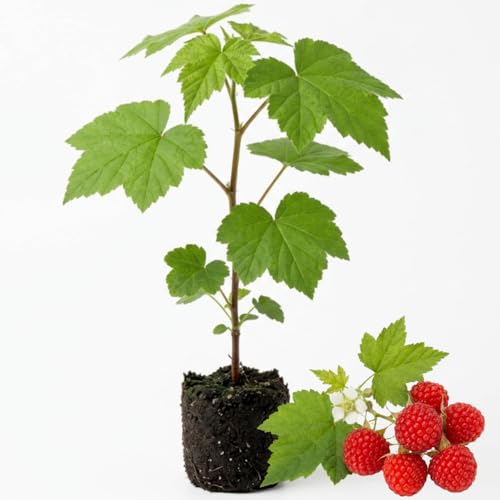 Thimbleberry Plant, 4-8 Inch Tall Edible Berry Bush, Cold Hardy Thimbleberry Shrub for Outdoor Garden, Sweet Red Berry Plant Starter, No Pot