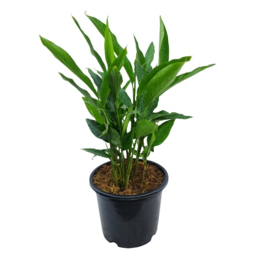 Lakshita Cardamom plant Live Elaichi Plant For Home Garden With Pot (Set Of 1) (B0B53QX3GB) Amazon Price History, Amazon Price Tracker