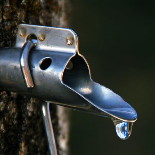 Atlantic Rush Maple Syrup Tapping Kit - 2 Count Spiles & Drill Bit - Stainless Steel - Maple Tree Tapping Kit