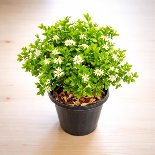 Image of Madhu Kamini Hybrid Live Plant | Kamini Plant (Murraya Paniculata) | Orange Jasmine Fragrant Flower Plant for Home Garden Indoor Outdoor