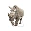 White Rhinoceros