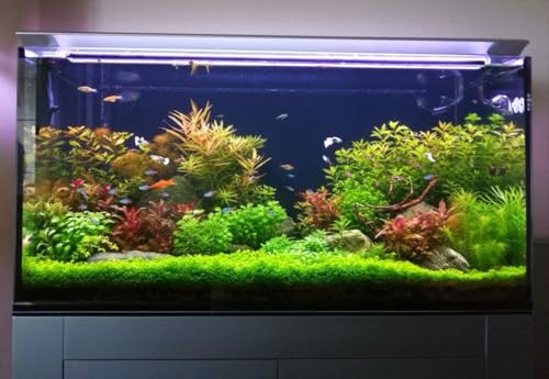 Image of Fish Tank Grass Seeds | Aquarium Grass Seeds for Home & outside (Pack of 100 seeds)