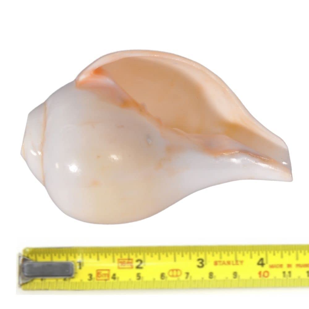 Indian Collectible Indian Blowing Shankh for Pooja | Blowing Shankh Original | Blowing Sangu | Blowable Conch Shell (Blasender Schaft, 10,2 cm)