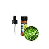 3.7ml (1/8oz) Fougere (Fern) Absolute Oil - Masculine Fragrance - Quintessence of Manhood