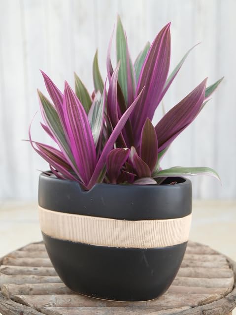 Amazon.co.jp: ×はなみどり 観葉植物 ムラサキオモト オーロラ 3.5寸 3