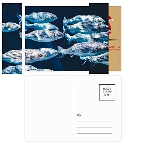 Cartes postales de poissons et père Noël : embellissez vos cadeaux
