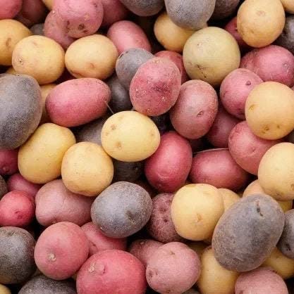 TomorrowSeeds - 3 Colors Mix Seed Potatoes - USDA Certified for Growers Blue Red Gold Potato Adirondack Pontiac Yukon Planting Seed 2026-2 Pounds