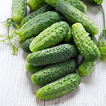 Petsdelite ® Wisconsin Smr 58 Pickling Cucumber Seeds