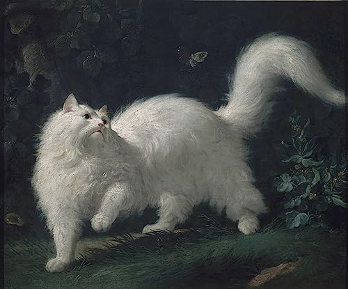 Affiches d'Art Chat angora Bachelier pour sublimer la déco de votre salon