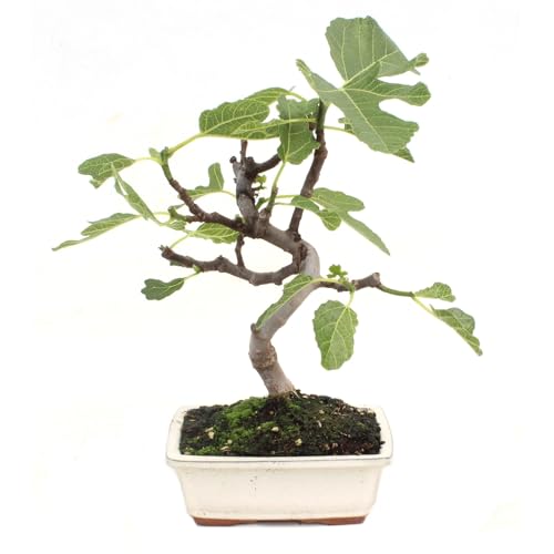 PLANETA HUERTO | Bonsái Ficus Carica 7 Años – Higuera en Miniatura, Hojas Frondosas y Posible Fructificación