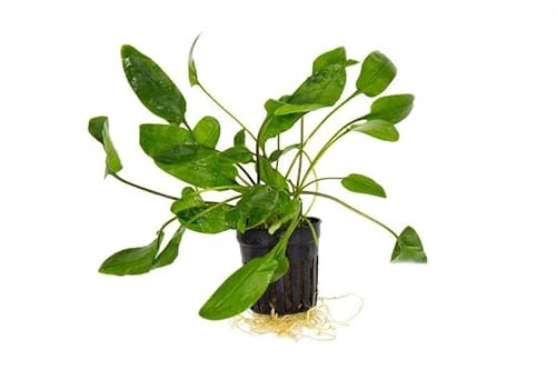 SubstrateSource Cryptocoryne Live Aquarium Plants - Freshwater Plant for Aquariums, Planted Fish Tanks - Beginner Friendly (Willisii, 1 Pot (3-5 Plants))