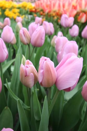 7 Bulbi di Tulipani Mystic van Eijk | tulipani rosa | tulipani darwin | bulbi autunnali | Precoce | calibro 11/12 cm | MY PLANTIS | spediti da Italia