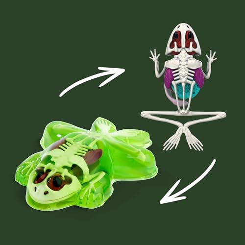 Rana para diseccionar de 16 cm Simba Scout con órganos para aprender anatomía sin cortes 6