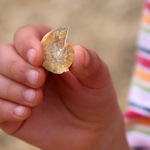 VILLCASE 2 Stück Ammonit Fossile Schnecke Exemplar, Ammonite Probe Shell, Ideal Zum Dekorieren und für Wissenschaftsprojekte