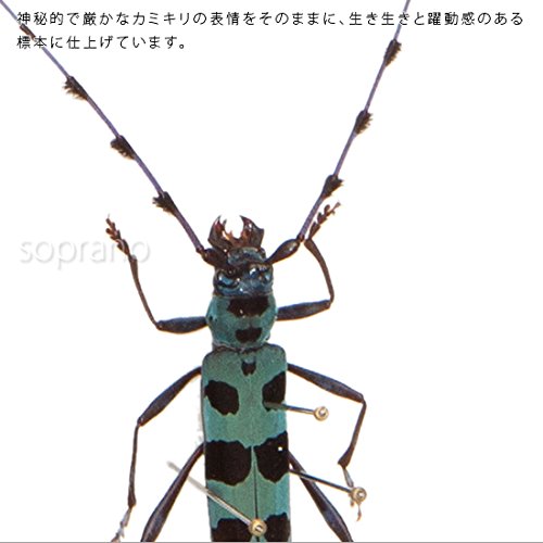 Amazon.co.jp: 虫の標本 ルリボシカミキリ ライトフレーム メタリック