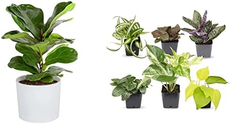 Costa Farms Little Fiddle Leaf Fig Tree, Live Indoor Plant in Cute Modern Décor Planter Pot, Natural Air Purifier 12-in Tall & Easy to Grow Houseplants, Live House Plants in Plant Containers