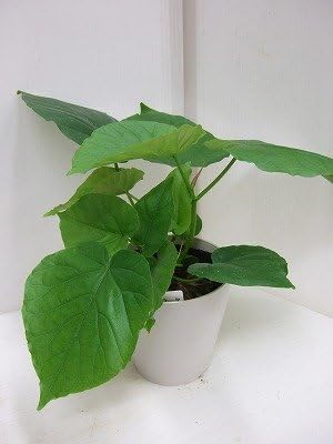 Amazon ウンベラータ 観葉植物 オンライン通販