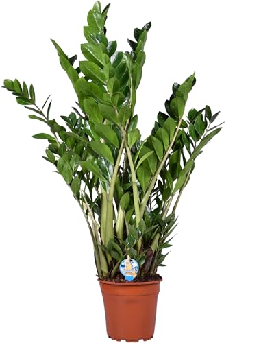 Zamioculcas Zamiifolia Zanzibar 90 cm - Glücksfeder Zimmerpflanze, pflegeleicht, luftreinigend, ideale Dekoration für Ihr Zuhause