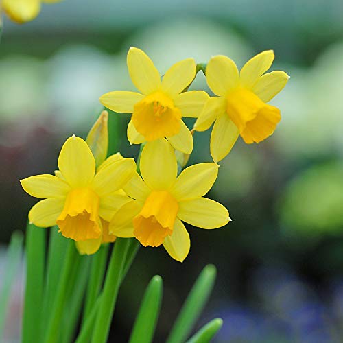 100 Daffodil 'Tete-a-Tete' Spring Bulbs – Dwarf Hardy Plants with Bright Yellow Trumpet Flowers | Low Maintenance & Easy to Grow | Ideal for Vibrant Spring Gardens by Thompson & Morgan