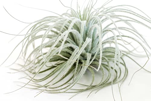 Jumbo Tectorum Ecuador Air Plant - Live Tillandsia Succulent House