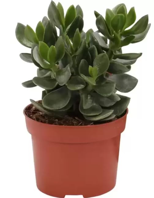 Crassula Ovata Hulk - Jade Plant Plant in 12 cm Pot