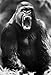 Gorilla Poster, Huge Teeth, Ape, Primate, Monkey, Silverback Showing His Teeth