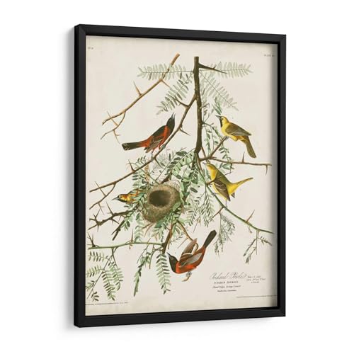 Canvas Lab | Pl 42 Orchard Oriole by John James Audubon | 11 x 15 in | Fine Art Framed Print, Frame Color: Black | Nature | Wall Decor for Bedroom, Living Room or Office