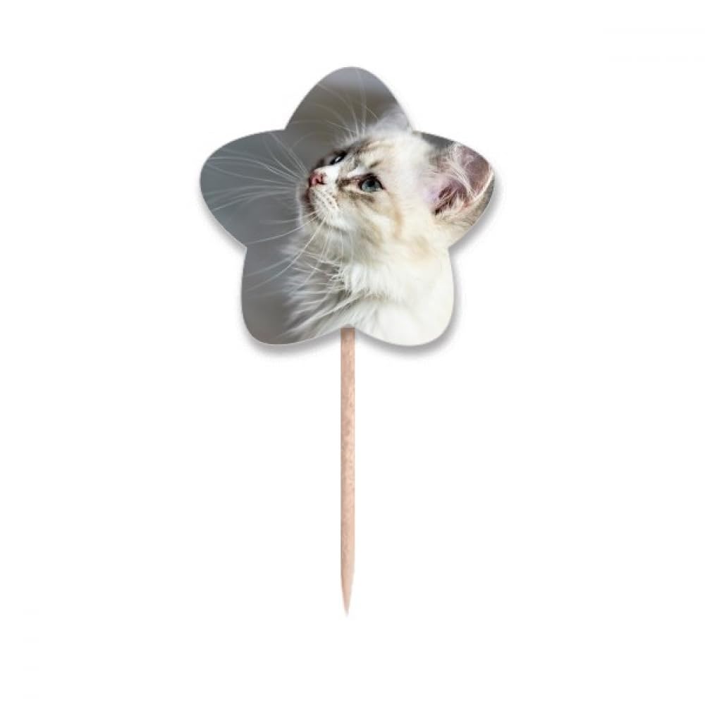 Cure-dents en forme d'étoile pour petit chat blanc en silicone souple et hygiénique