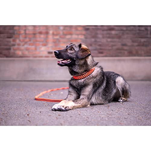 Sprenger Hundehalsband aus stabilem Paracord Nylon mit Edelstahl Clic Lock Verschluss I Wasserabweisende Halskette, reflektierend, langlebig 50 cm, orange